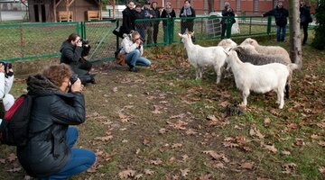 Grupa ludzi fotografujących kozy