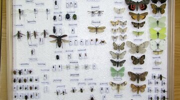 Kolekcja spreparowanych owadów